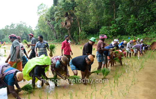paddy saplings